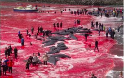 На Фарерских островах жестоко убили тысячи дельфинов на глазах возмущённых людей
