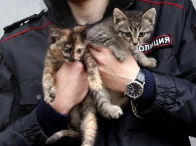 Нижегородские полицейские разыскивают семью двум котятам