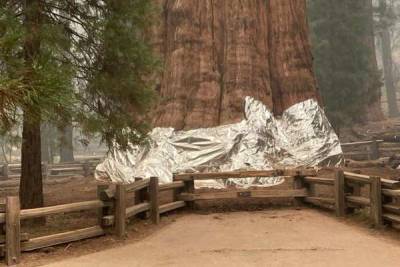 В калифорнийском парке «Секвойя» величайшее дерево в мире обернули фольгой