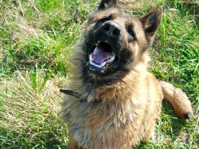 Собака загрызла свою хозяйку в Нижегородской области