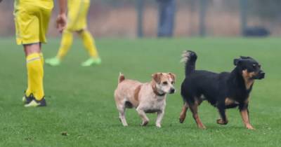 Две собаки и конь выбежали на футбольное поле во время матча Украины и Италии (видео)