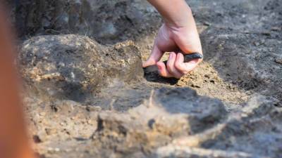 В Испании нашли «детский сад» доисторических слонов