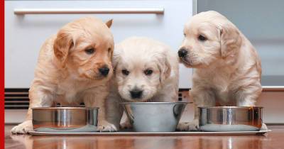Корм для собак: как правильно его выбрать и сколько раз в день кормить питомца