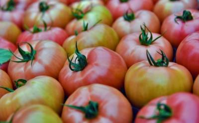 Врач указал на смертельную опасность японских помидоров для гипертоников