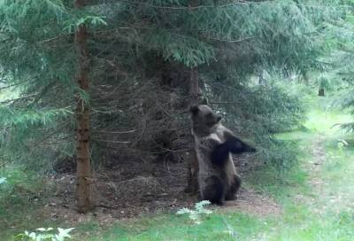 В фотоловушку Нижне-Свирского заповедника попал "танцующий" медведь
