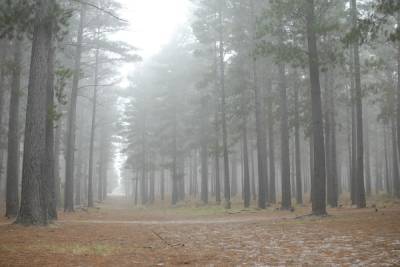 Пензенцев предупреждают о тумане с видимостью 500 метров