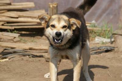 В Кстовском районе хозяйка собаки обнаружена мертвой со следами укусов