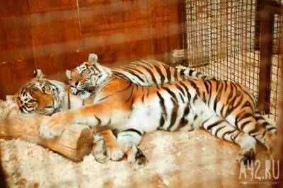 Власти прокомментировали посты в соцсетях о сбежавшем из зоопарка тигре в Кузбассе