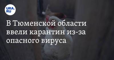 В Тюменской области ввели карантин из-за опасного вируса