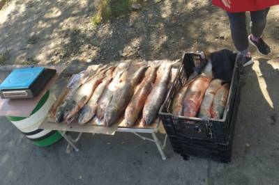 На центральном рынке Хабаровска нашли небезопасную рыбу