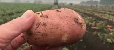 Украина стала главным экспортером картошки в Беларусь: подробности «аномалии»