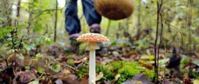 Комаровский рассказал, как действовать при отравлении грибами: инструкция «выживания»
