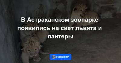 В Астраханском зоопарке появились на свет львята и пантеры