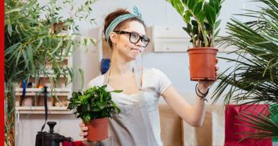 Самые проблемные: 8 комнатных растений, которые в дом лучше не приносить