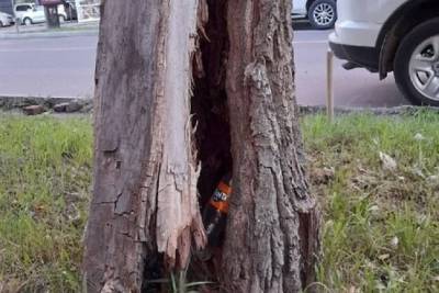 Администрация спилит сухое дерево в центре Читы, на которое пожаловалась жительница города