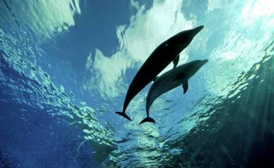 Кровавая вода: на Фарерских островах за ночь убили 1428 дельфинов (Корреспондент, Украина)