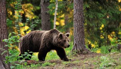 Сотрудники новосибирского Минприроды выдали приказ на отстрел бурого медведя