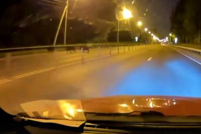 На Выборгском шоссе заметили пробегающее стадо кабанчиков — видео