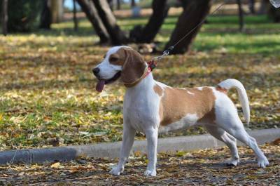 Здравствуй, осень: вносим сентябрьские коррективы в прогулки с собакой