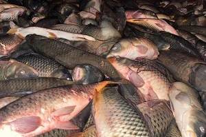 В Ростове-на-Дону пресекли продажу почти полтонны рыбы без маркировки