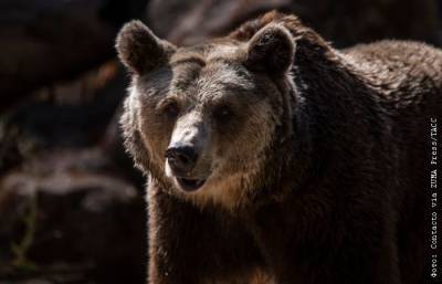 В Иркутской области медведь прогулялся по территории кемпинг-отеля