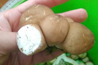 Смешные дождевые грибы выросли в лесах Новосибирска в сентябре