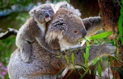 Популяция коал в Австралии за последние 3 года сократилась на 30%