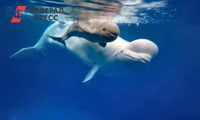 Уникальный для России детеныш белого кита родился в Приморье