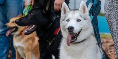 В столичном районе Северное Медведково открыли парк для собак