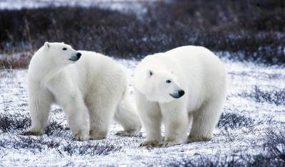 Участники экспедиции «Хозяин Арктики-2021» 22 сентября откроют фотовыставку