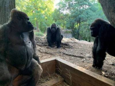 13 горилл заразились коронавирусом в американском зоопарке