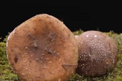 Эти советы могут спасти жизнь: что делать при отравлении грибами и как его распознать