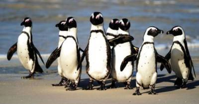 В ЮАР пчелы убили несколько десятков пингвинов исчезающего вида
