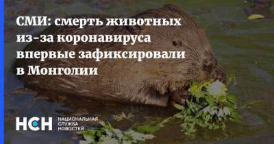 СМИ: смерть животных из-за коронавируса впервые зафиксировали в Монголии