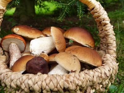 В лесах Костромы наблюдается небывалый урожай грибов