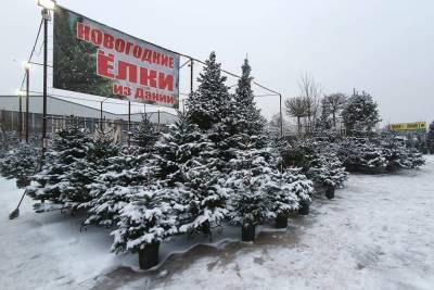 Купить живую елку в Интернет-магазине Elki1.ru