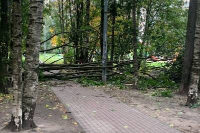 Шторм в Петербурге удвоил количество «жертв» среди деревьев