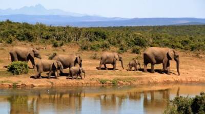 22 сентября встанем на защиту беспомощных слонов и носорогов