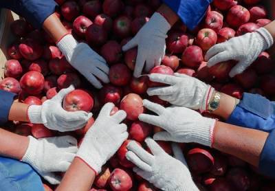 Глава фонда помощи сиротам призвала отдавать яблоки на благотворительность