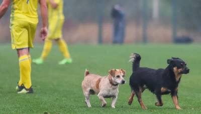 Собаки и конь едва не сорвали матч сборных Украины и Италии среди глухих (видео)
