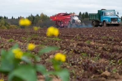 В Ивановской области идет озимый сев и сбор овощей