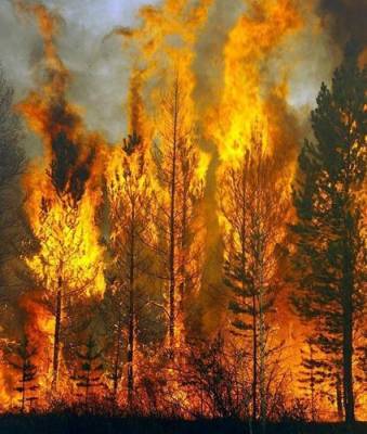 Greenpeace назвал 2021 год рекордным по площади лесных пожаров в России с начала века