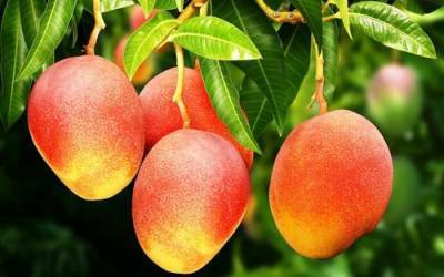 На юге Италии из-за изменения климата вместо апельсинов стали выращивать манго