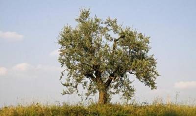 Деревья, возраст которых превысил 2 000 лет