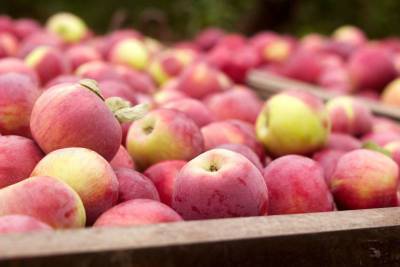 Разрешен импорт в Россию яблок из еще 11 азербайджанских предприятий
