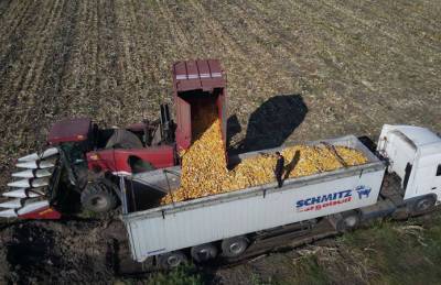 HarvEast начал сбор семенной кукурузы на Киевщине - agroportal.ua - Украина