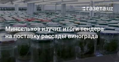 Минсельхоз изучит итоги тендера на поставку рассады винограда - gazeta.uz - Узбекистан