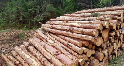 В Эстонии начали рубить лес для строительства "золотого забора" на границе с Россией