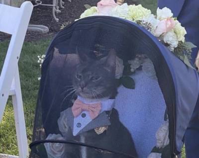 Сеть поразил элегантный кот, который принимал участие в свадебной церемонии своей хозяйки. ФОТО