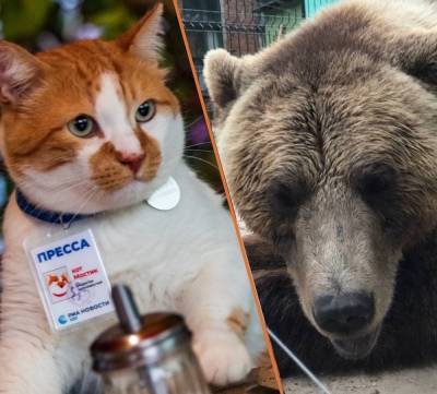 Авиамедведь Мансур родом из Тверской области дал интервью крымскому коту Мостику